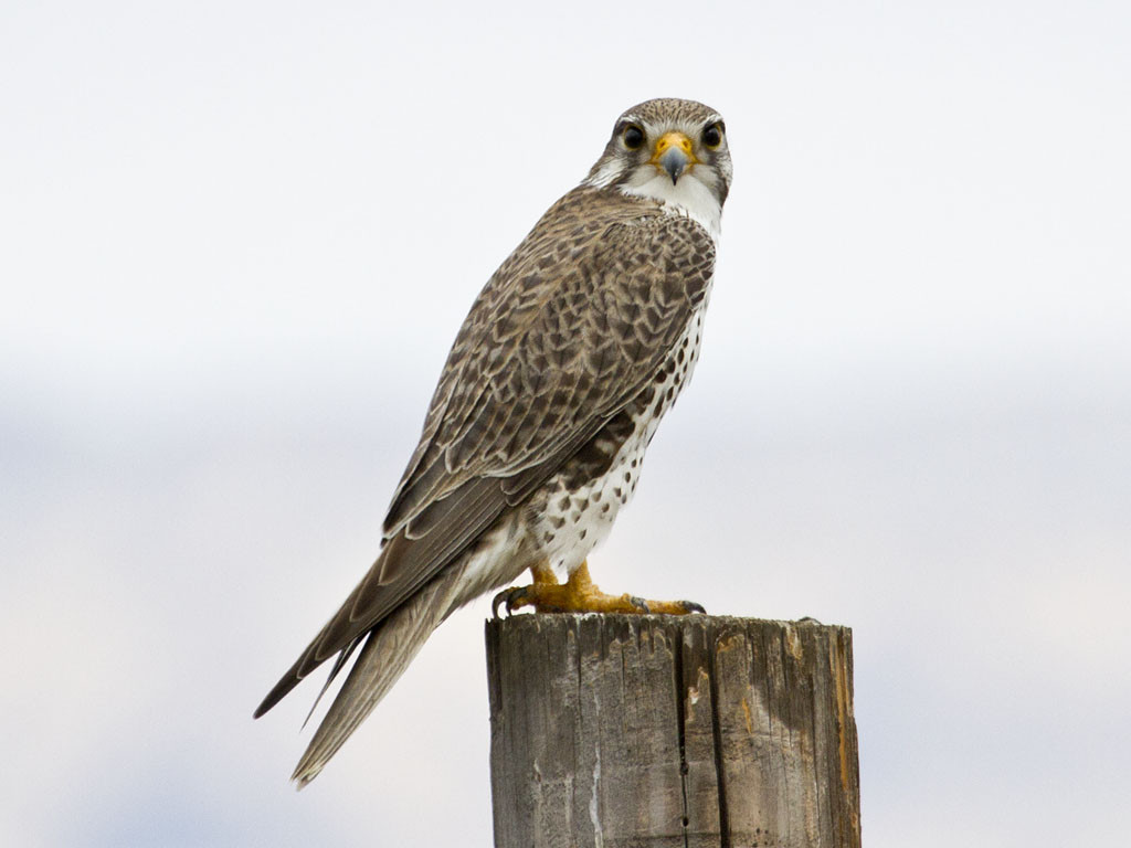image Prairie Falcon